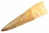 Bargain, Real Fossil Spinosaurus Tooth - Composite Tooth #347223-1